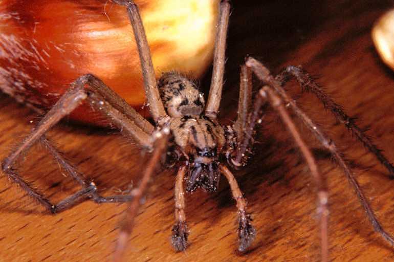 Tegenaria_parietina_P1150_Z_86_Les Gris_Frankrijk.jpg
